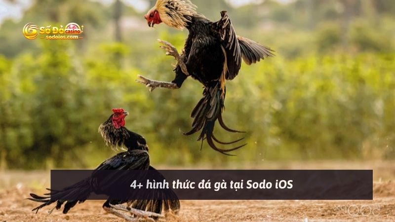 4+ hình thức đá gà tại Sodo iOS