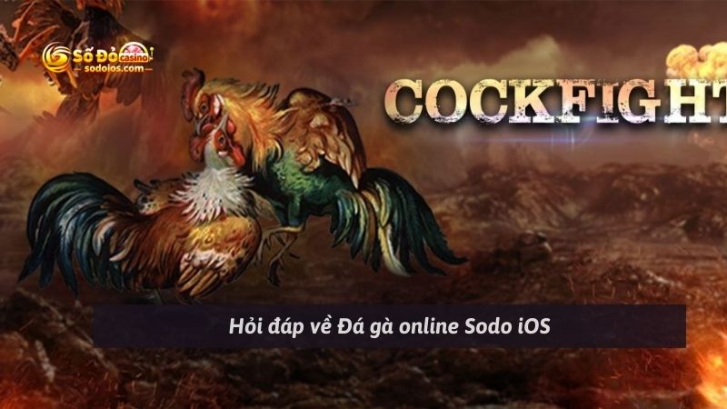 Hỏi đáp về Đá gà online Sodo iOS
