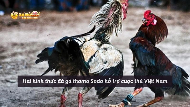 Hai hình thức đá gà thomo Sodo hỗ trợ cược thủ Việt Nam